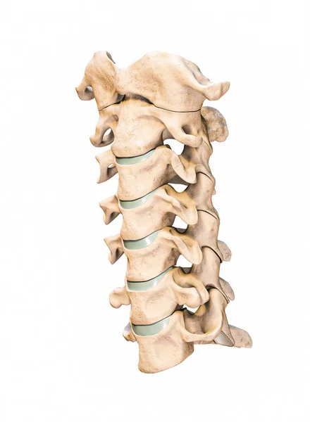 Vista Anterior Frontal Tres Cuartos Las Siete Vértebras Cervicales Humanas — Foto de Stock