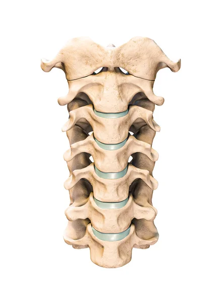 Vista Anterior Frontal Las Siete Vértebras Cervicales Humanas Aisladas Sobre — Foto de Stock