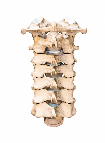 在白色背景下分离的7个颈椎的后部或后部或后部的图像 解剖学 空白医学图表概念 — 图库照片