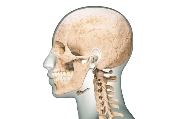 子宮頸椎と体の輪郭を持つ人間の頭蓋骨の骨の側面またはプロフィールビュー白地に隔離された3Dレンダリングイラスト 解剖学 医学図 生物学の概念 — ストック写真