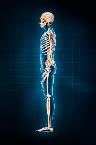 Human skeletal system 3D rendering illustration. Lateral or profile view of full skeleton with male body contours on blue background. Anatomy, osteology, medicine, science, biology concepts.
