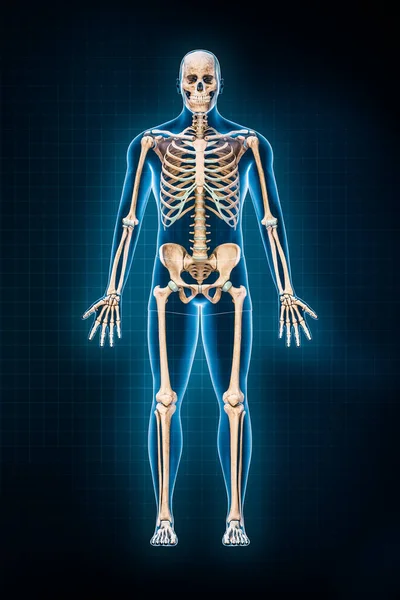 Human skeletal system 3D rendering illustration. Anterior or front view of full skeleton with male body contours on blue background. Anatomy, osteology, medicine, science, biology concepts.