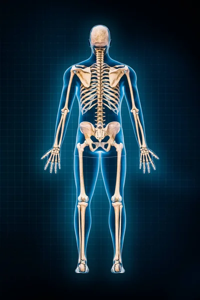 Human Skeletal System Rendering Illustration Posterior Rear View Full Skeleton — Stock Photo, Image
