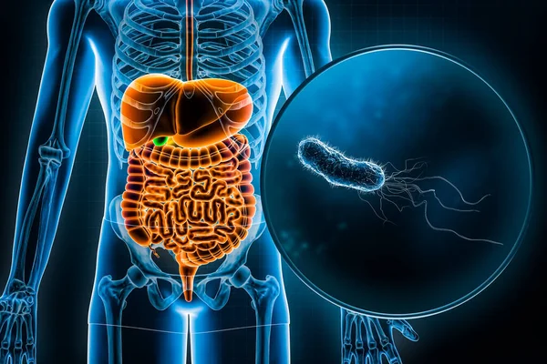 Lidský Trávicí Systém Gastrointestinální Trakt Bakterie Coli Vykreslování Ilustrace Anatomie — Stock fotografie