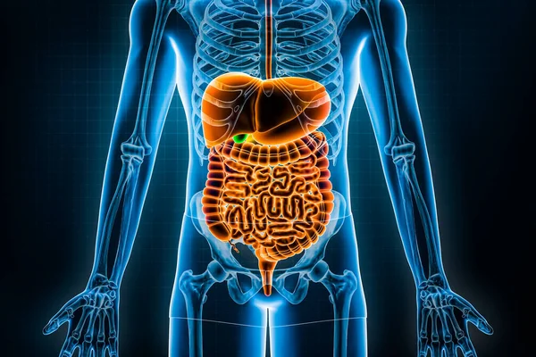 Human digestive system and gastrointestinal tract 3D rendering illustration. Anterior or front view of organs of digestion or bowels. Anatomy, medical, biology, science, healthcare concepts.