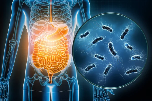 Bakteriální Infekce Gastrointestinálního Traktu Vykreslování Ilustrace Escherichia Coli Nebo Coli — Stock fotografie