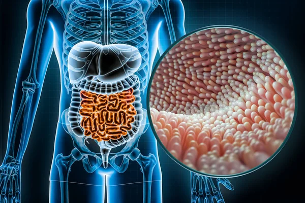 Human digestive system and gastrointestinal tract with microvilli of the small intestine or bowel 3D rendering illustration. Anatomy, medical, biology, microbiology, science, healthcare concepts.