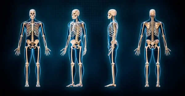 Accurate human skeletal system 3D rendering illustration. Anterior, lateral, posterior and three-quarter front views of skeleton with male body contours on blue background. Anatomy, osteology concept.