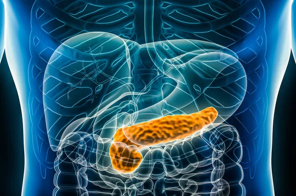 Pancreas 3Dレンダリングイラストの前または前のビューを閉じる 人間の消化器系の器官 解剖学医学生物学科学医療概念 — ストック写真