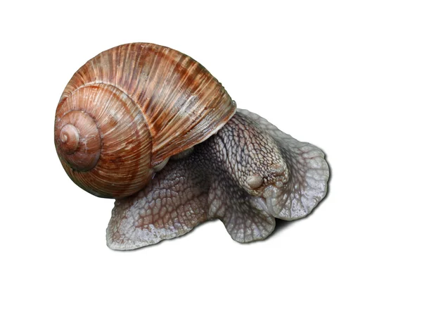 Blinked snail — Stock Photo, Image