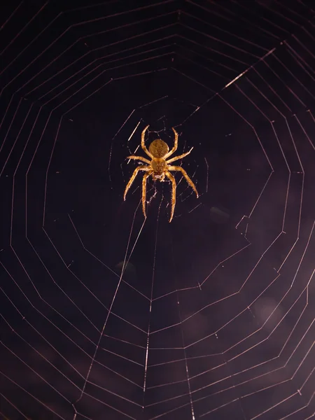 Propietario web — Foto de Stock