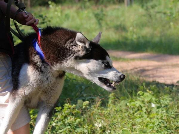 Cão mau — Fotografia de Stock