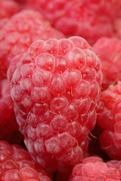Raspberry in a heap — Stock Photo, Image