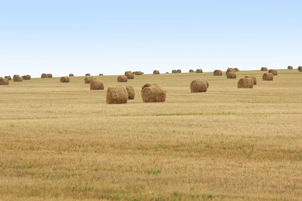 Rollen op veld — Stockfoto