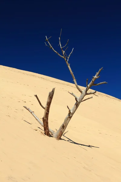 Árbol muerto en el desierto —  Fotos de Stock