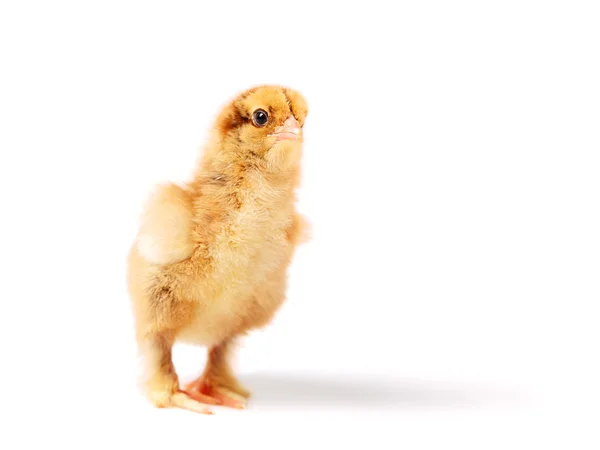 Nyfiken chick — Stockfoto