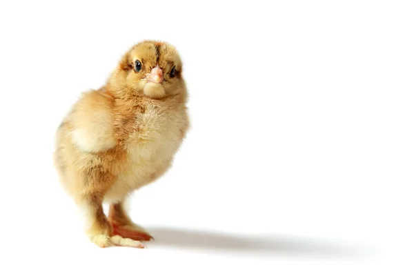 Brahma chick — Stock Photo, Image