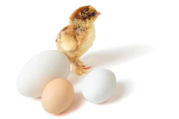 Chick with eggs — Stock Photo, Image