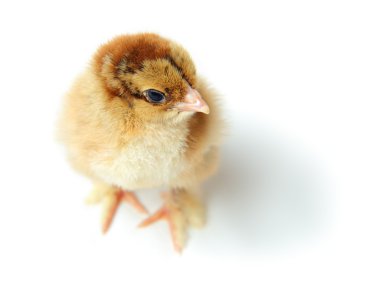 chick top view clipart