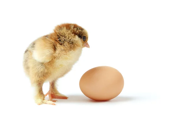 Chick and egg — Stock Photo, Image