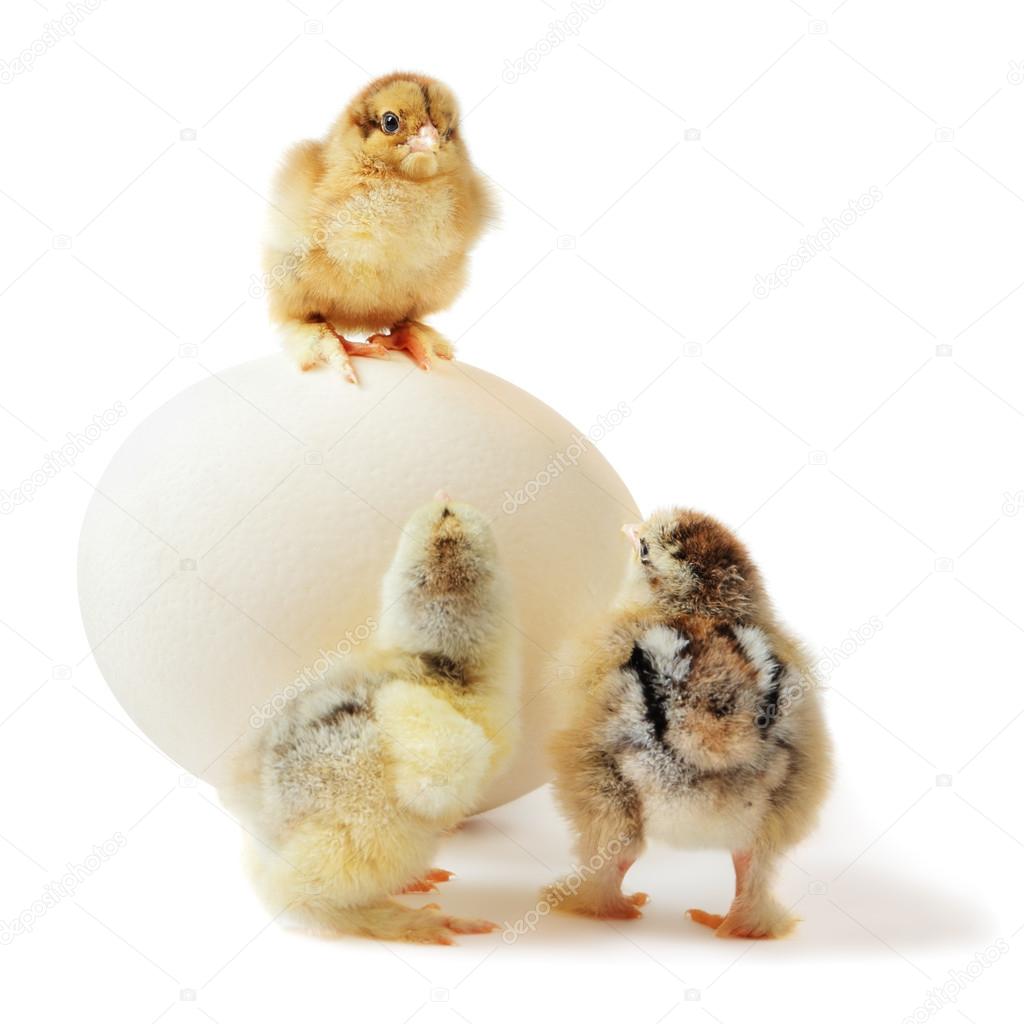 three chicks and ostrich egg