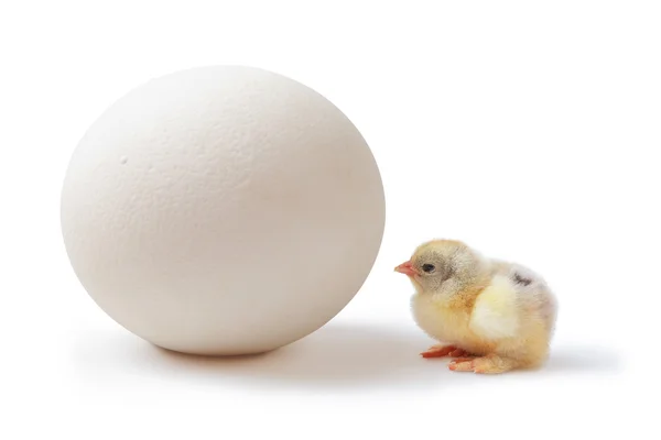 Pollo y huevo de avestruz —  Fotos de Stock