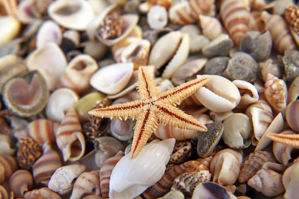 Deniz, plaj (makro denizyıldızı)