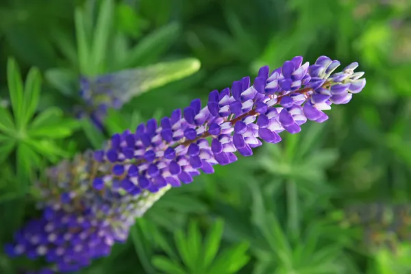 Fliederblume — Stockfoto