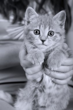 Kızlar elleri genç kedi closeup portresi