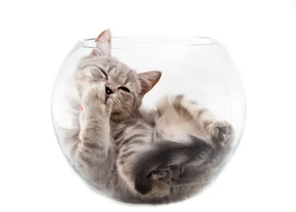 Kitten in een ronde aquarium — Stockfoto