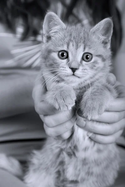 Closeup πορτρέτο του νεαρή γάτα στα χέρια κορίτσια — Φωτογραφία Αρχείου