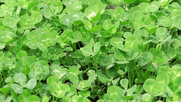 Herbe verte