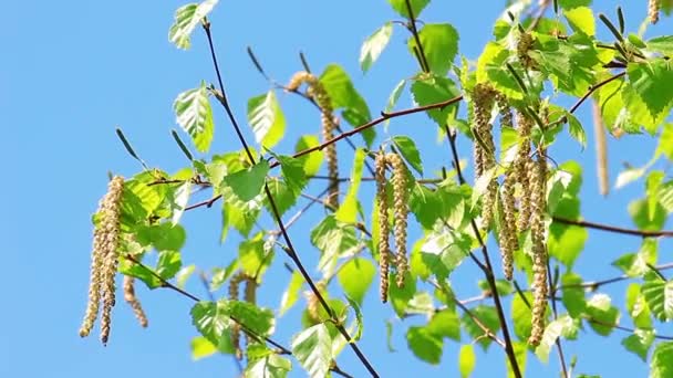 Arbre