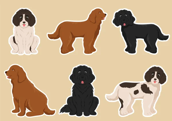 Newfoundland Dog Animals Black Brown Landseer Color Flat Style Cute — 스톡 벡터