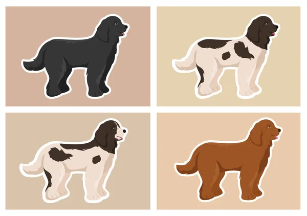 Newfoundland Dog Animals Black Brown Landseer Color Flat Style Cute — 스톡 벡터