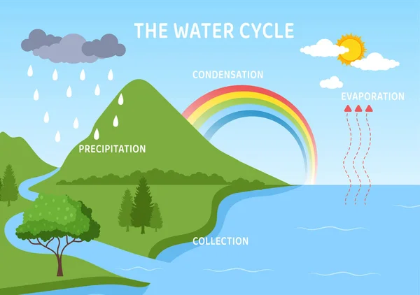 Cycle Eau Évaporation Condensation Précipitations Collecte Dans Environnement Naturel Terre — Image vectorielle