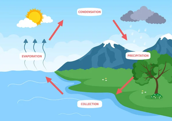 Cykl Wodny Odparowania Kondensacji Opady Atmosferyczne Zbierania Środowisku Naturalnym Ziemi — Wektor stockowy