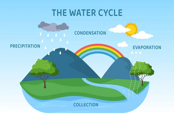 Cycle Eau Évaporation Condensation Précipitations Collecte Dans Environnement Naturel Terre — Image vectorielle