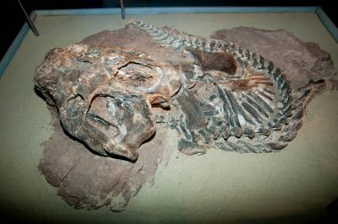 Dicynodont Dinozor Kemikleri - Arjantin