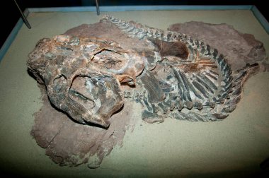 Dicynodont Dinosaur Bones - Argentina clipart