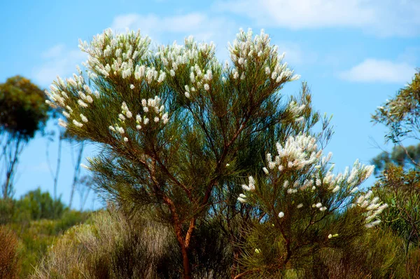 Grevillea Candicans Heester West Australië — Stockfoto