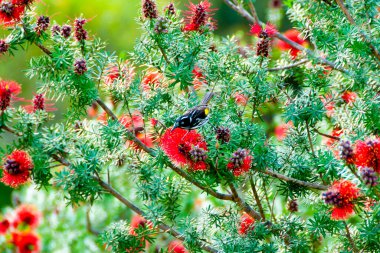 Callistemon Şişe Fırçası Fabrikası 'nda Yeni Hollanda Balkabağı