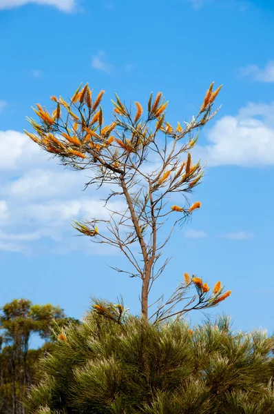 Fiamma Grevillea Tree Australia Occidentale — Foto Stock