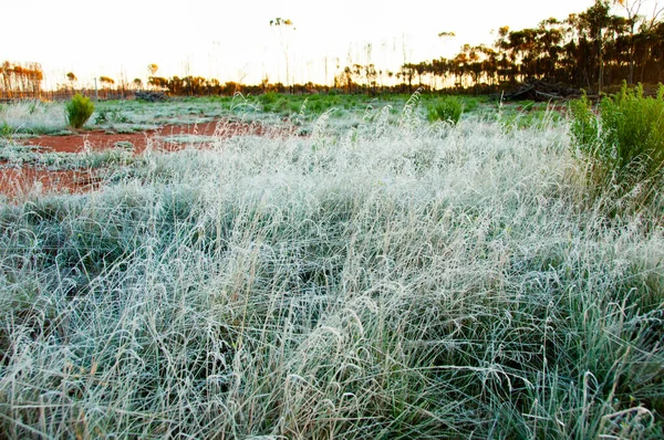 Frost Στην Αυστραλία Outback — Φωτογραφία Αρχείου