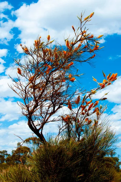 Vlam Grevillea Tree West Australië — Stockfoto