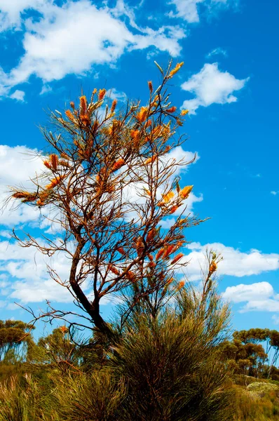 Vlam Grevillea Tree West Australië — Stockfoto