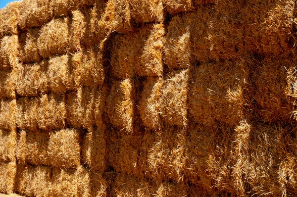 Straw Bales Field — Stock Photo, Image