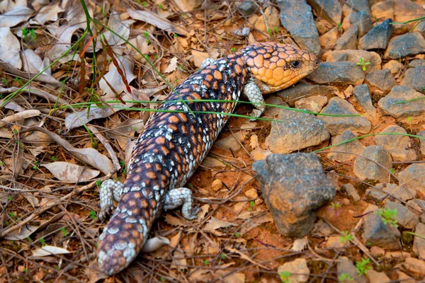 Shingleback Bobtail Lizard Austrália Ocidental — Fotografia de Stock