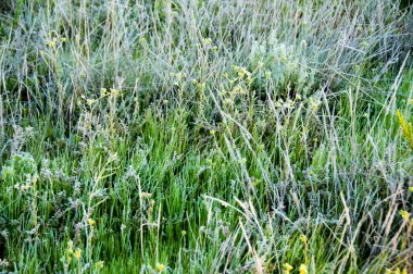 Avustralya 'nın taşrasında buz