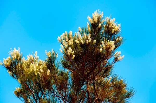 Arbusto Grevillea Candicans Austrália Ocidental — Fotografia de Stock